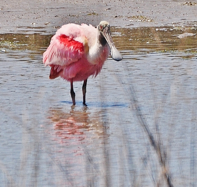 spoonbill in shallow water